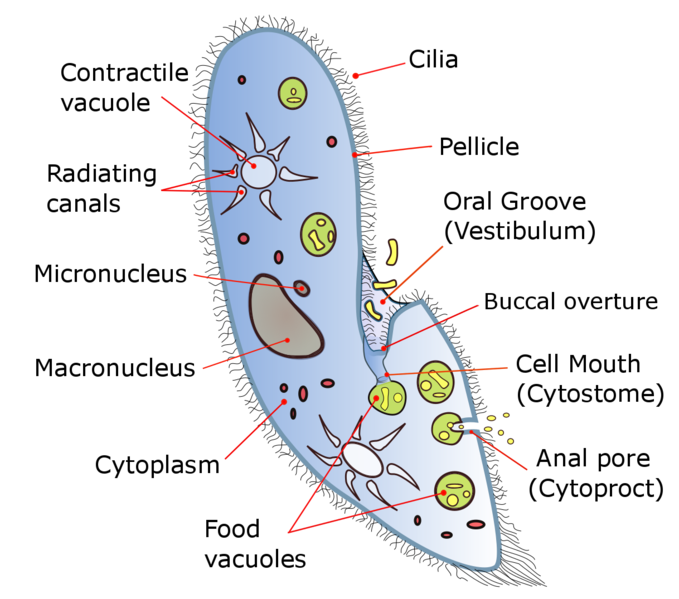 Why is the Division of Paramecium Cells Called Transverse Fission