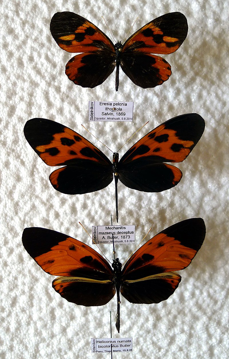 difference-between-batesian-and-mullerian-mimicry-pediaa-com