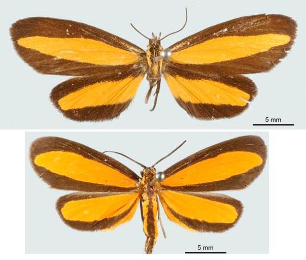 Difference Between Batesian and Mullerian Mimicry
