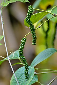 Main Difference - Black Pepper vs White Pepper