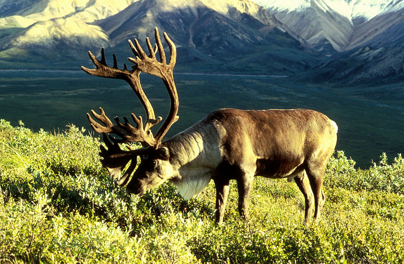 Difference Between Deer and Reindeer