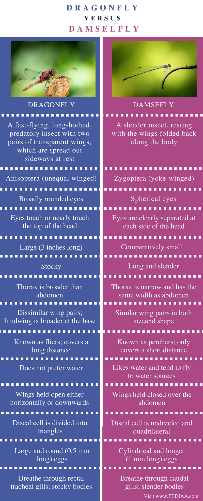 difference-between-dragonfly-and-damselfly-pediaa-com