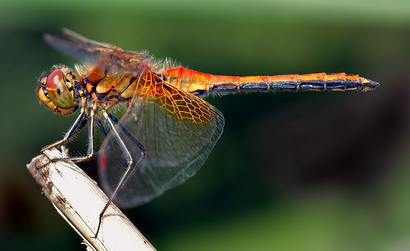 difference-between-dragonfly-and-damselfly-pediaa-com