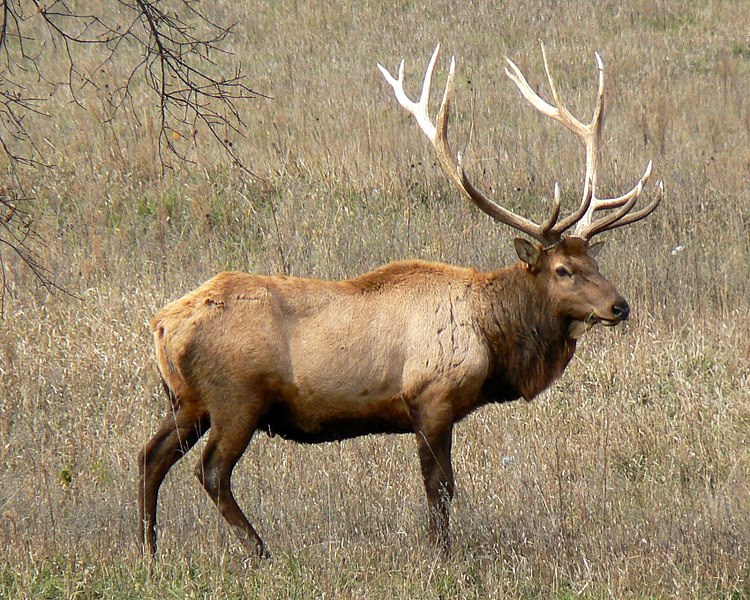 moose size comparison