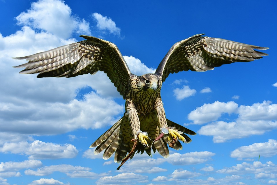 eagle vs falcon vs hawk