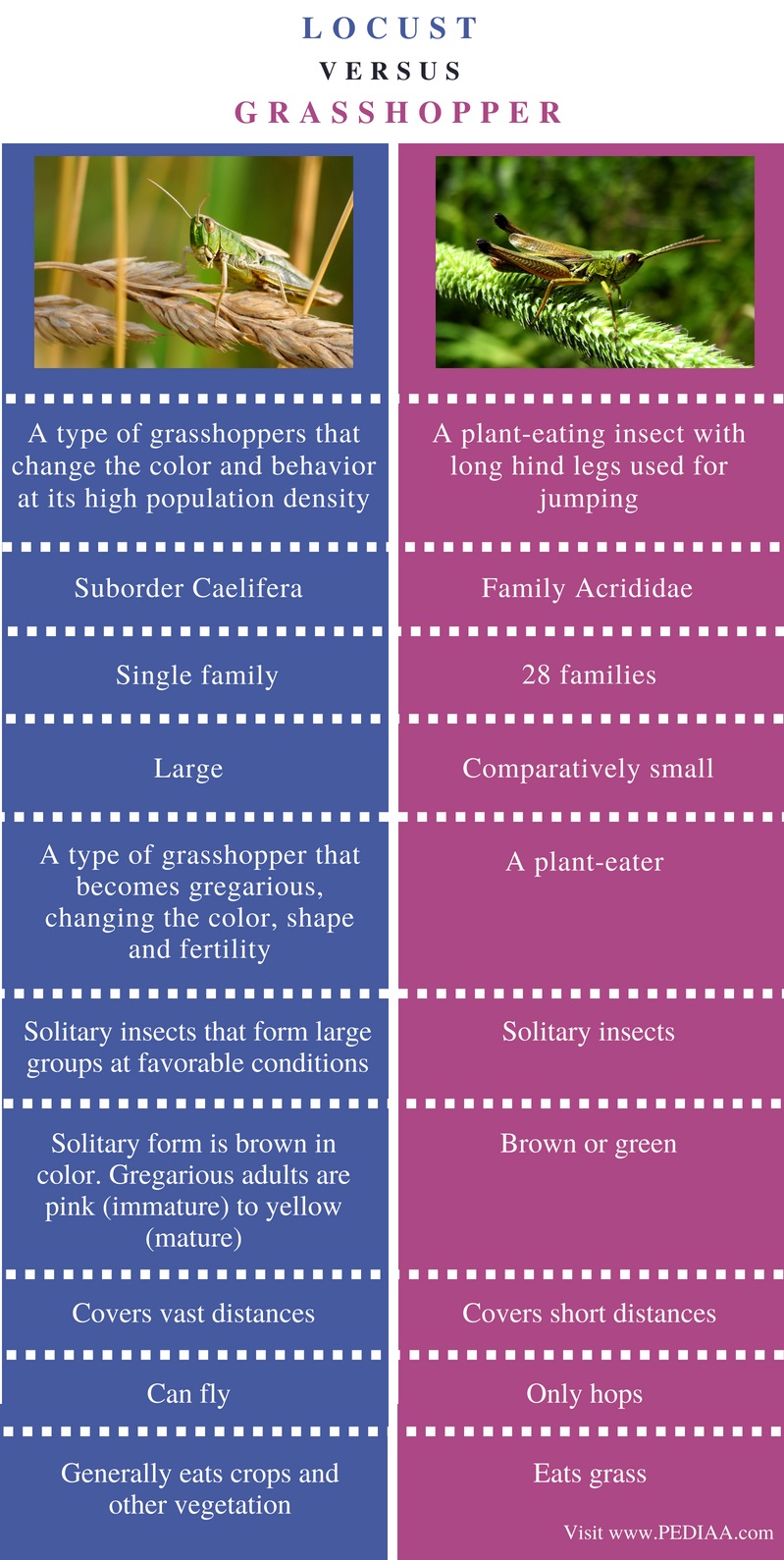 Difference Between Locust And Grasshopper Pediaa Com