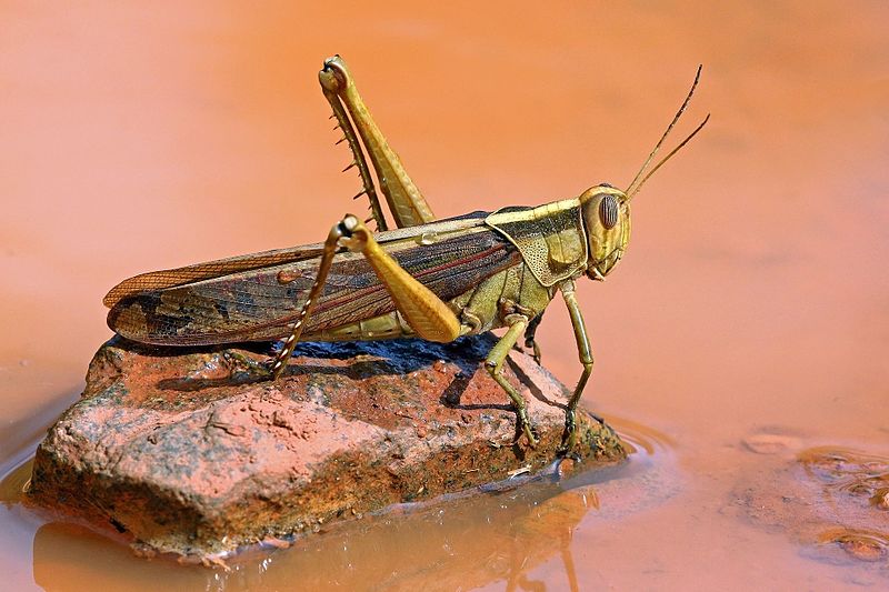 Vs grasshopper locust Grasshoppers, crickets,