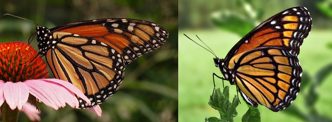 Difference Between Monarch And Viceroy Butterfly Pediaa