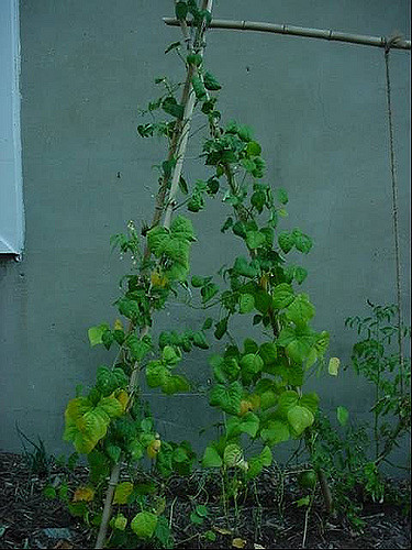 Difference Between Pole Beans and Bush Beans