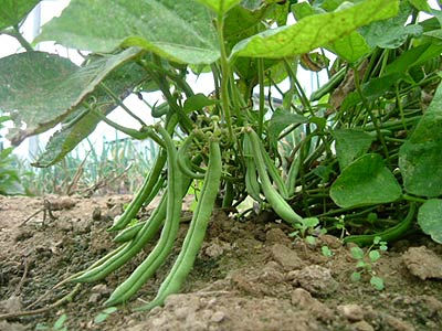 Main Difference - Pole Beans vs Bush Benas