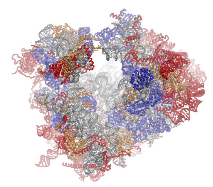 What Cellular Structure is Responsible for Manufacturing Ribosomes_Figure 1