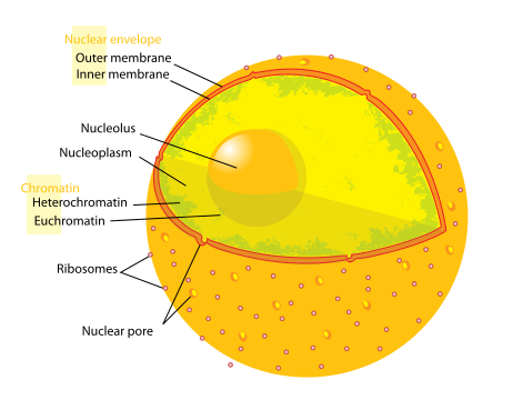 What Cellular Structure is Responsible for Manufacturing Ribosomes