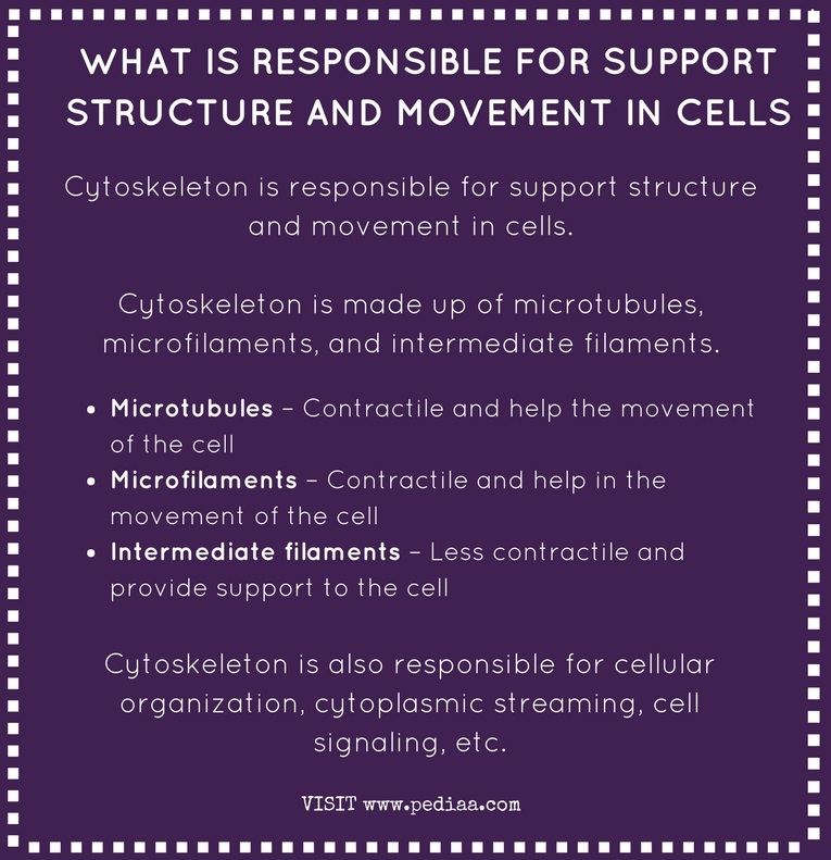 What is Responsible for Support Structure and Movement in Cells