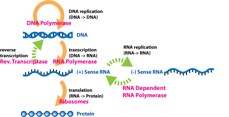 What Does The Central Dogma Of Molecular Biology Explain