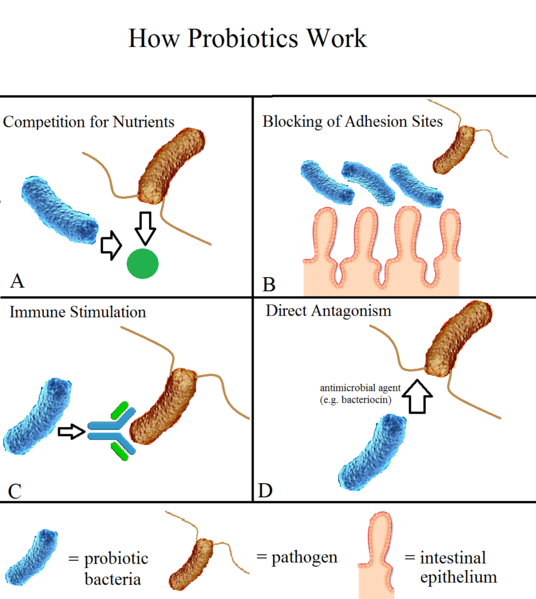 Difference Between Acidophilus and Probiotic