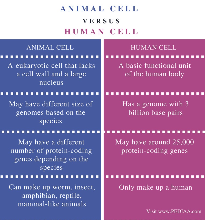 difference-between-animal-cell-and-human-cell-pediaa-com