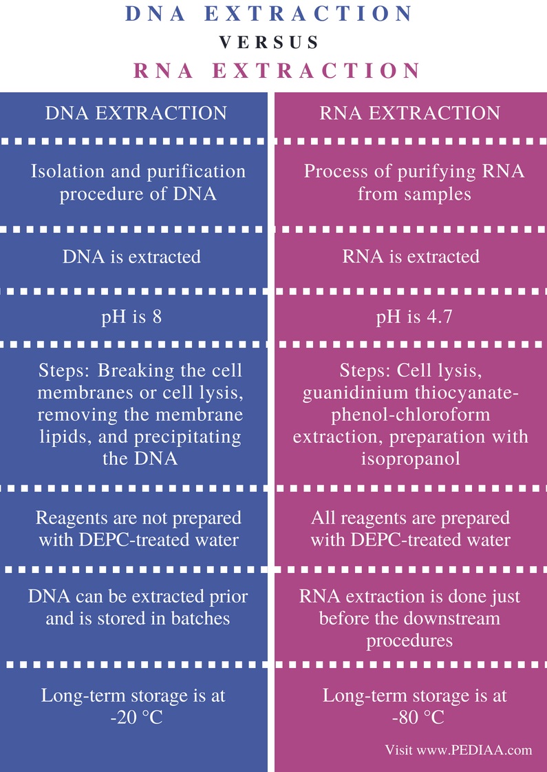 difference-between-dna-and-rna-extraction-pediaa-com