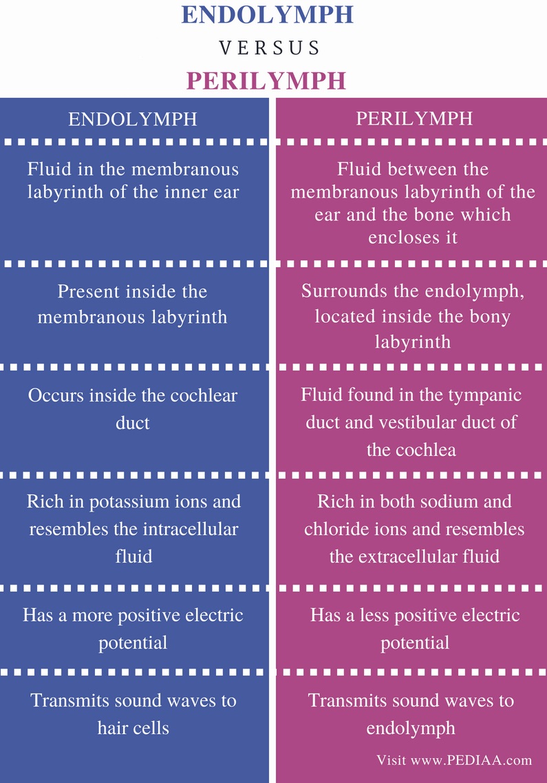 Define Endolymph And Perilymph