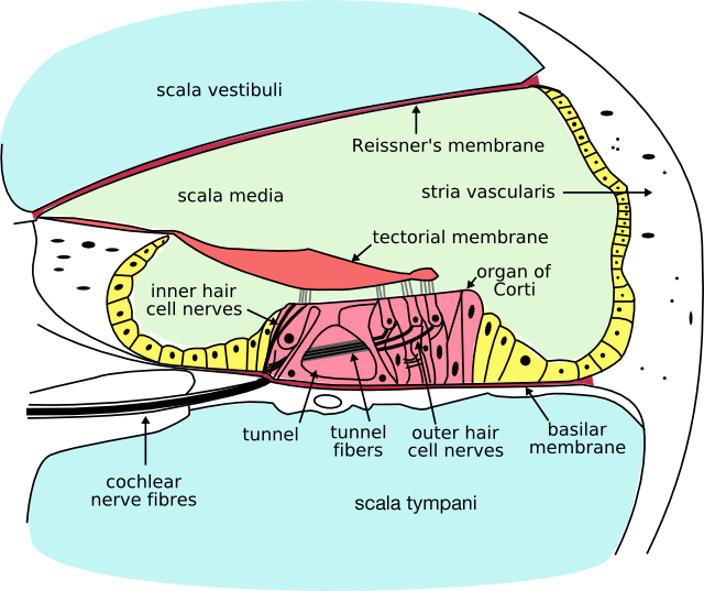 fluid-pathways-in-the-inner-ear