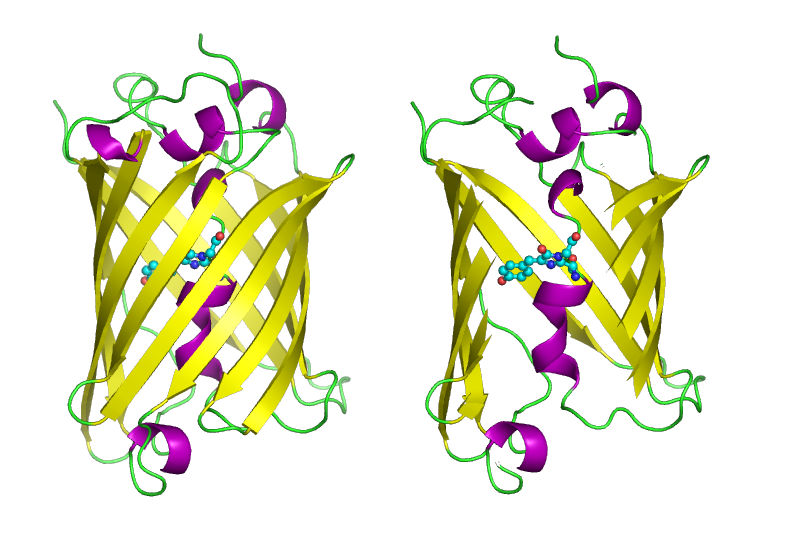 Difference Between GFP and EGFP