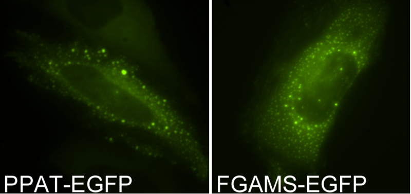 Main Difference - GFP vs EGFP