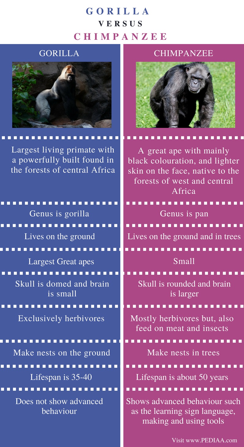 Difference Between Gorilla and Chimpanzee - Pediaa.Com