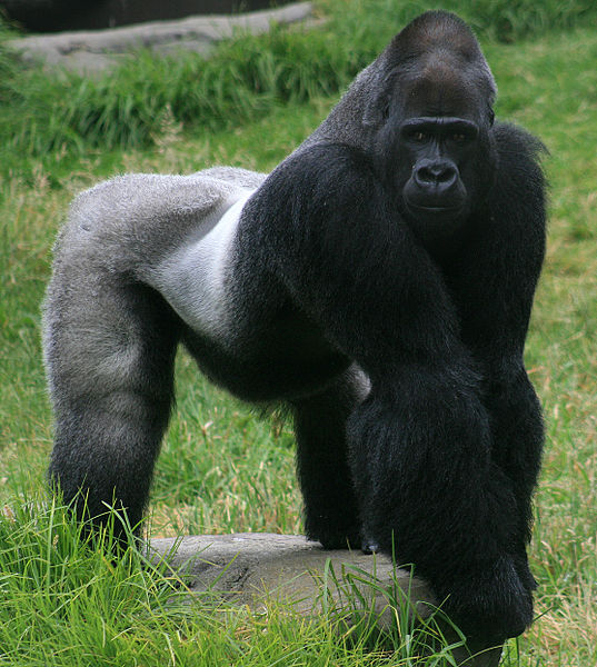 Difference Between Gorilla and Chimpanzee