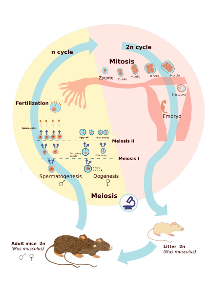 Main Difference - Haplontic and Diplontic Life Cycle