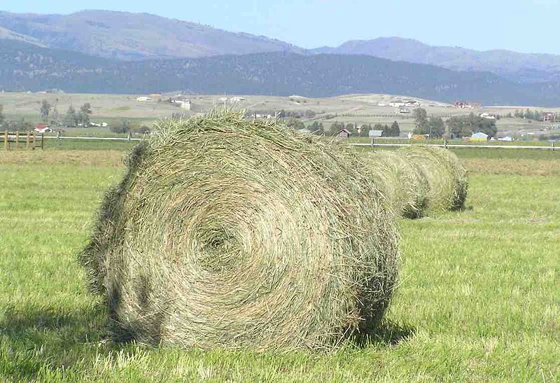Difference Between Hay and Silage