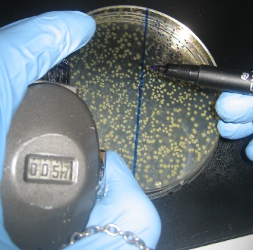 Main Difference - MPN and CFU
