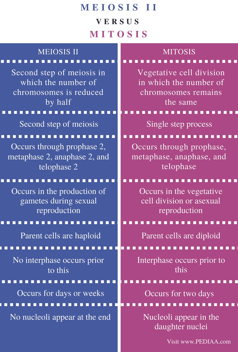 Similarities Between Mitosis And Meiosis Chart