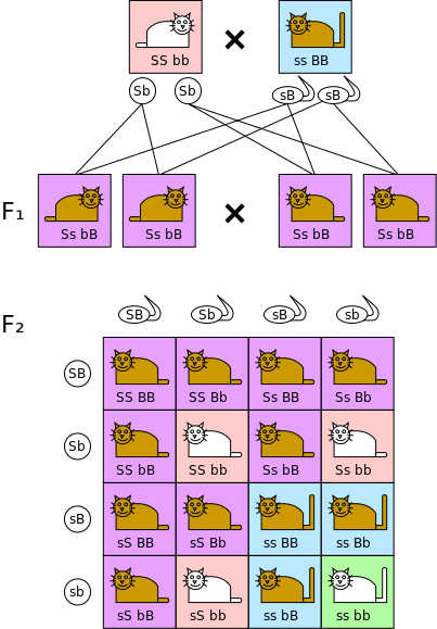 Main Difference - Mendel's Fist and Second Law