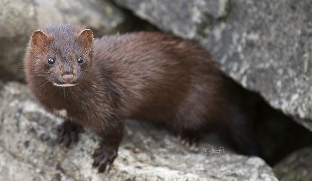 Difference Between Mink and Weasel - Pediaa.Com