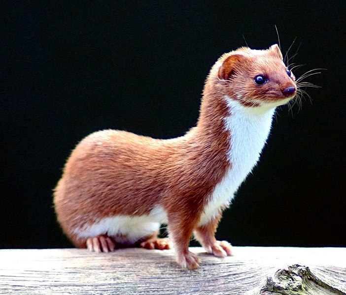 List 99+ Pictures picture of a mink and a weasel Full HD, 2k, 4k