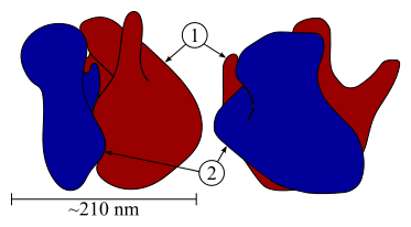 Difference Between Prokaryotic and Eukaryotic Ribosomes
