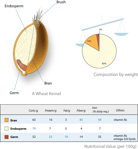 Difference Between Wheat Germ and Wheat Bran