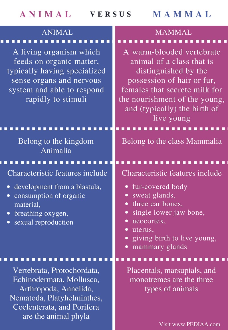 Difference Between Animal and Mammal - Pediaa.Com