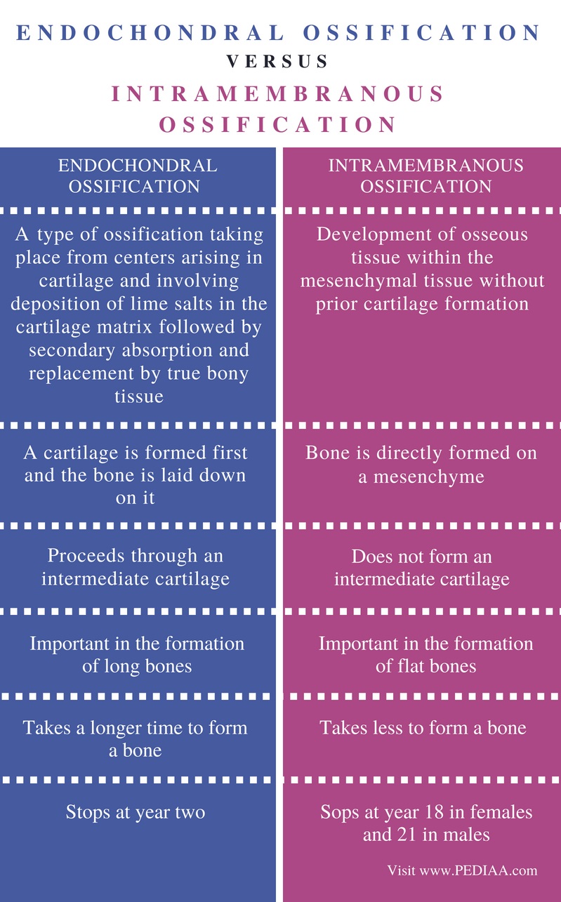 Difference Between Endochondral Ossification and Intramembranous