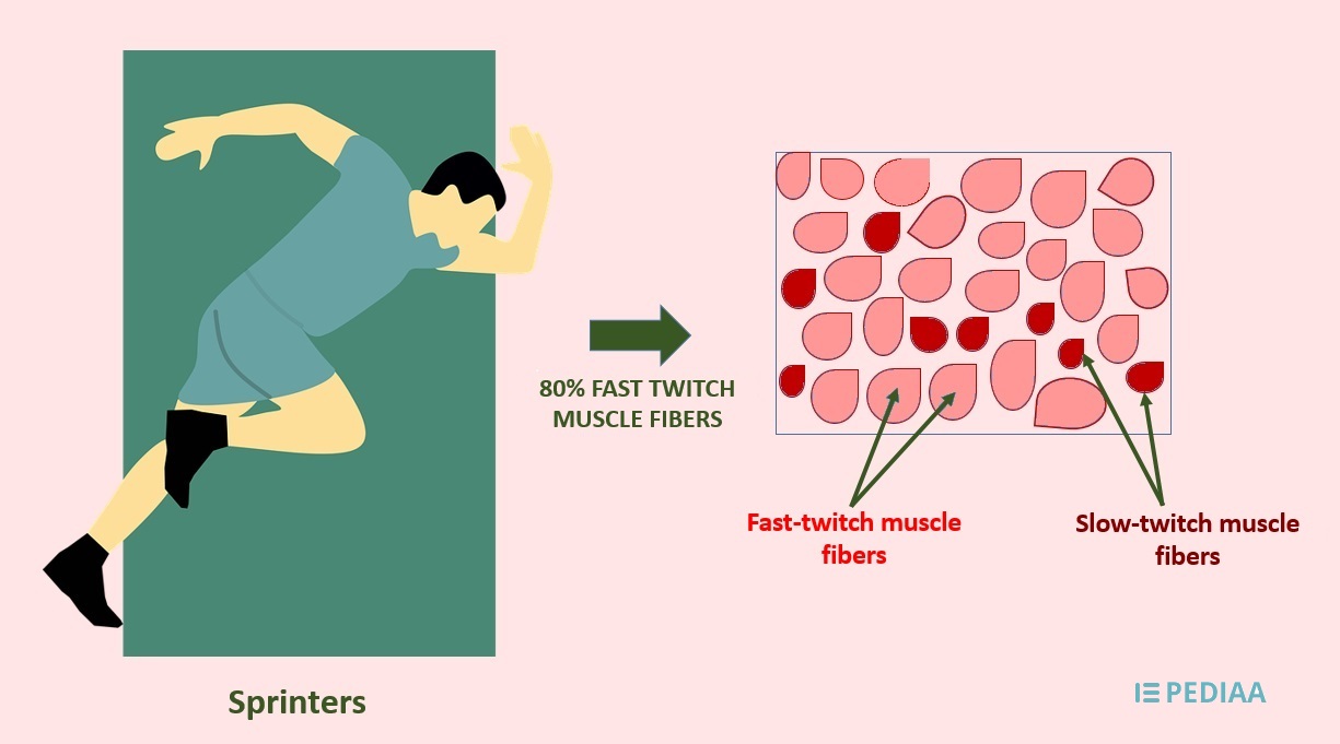 Fast And Slow Twitch Muscle Fibers Chart