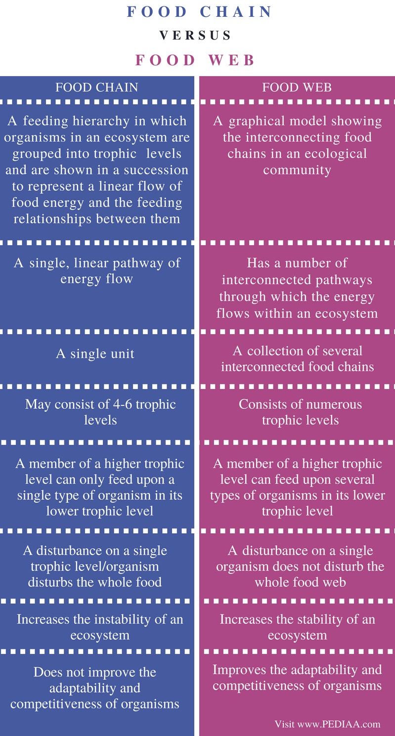 What Is The Similarities Between A Food Web And A Food Chain