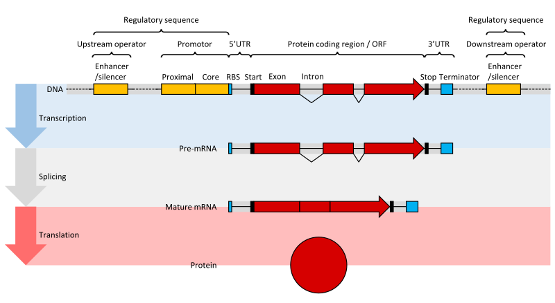 difference-between-gene-and-cistron-pediaa-com