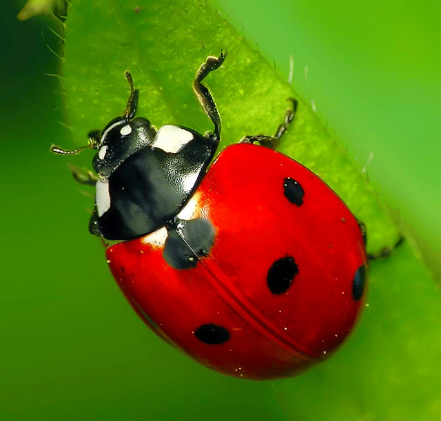 difference-between-ladybug-and-asian-beetle-pediaa-com