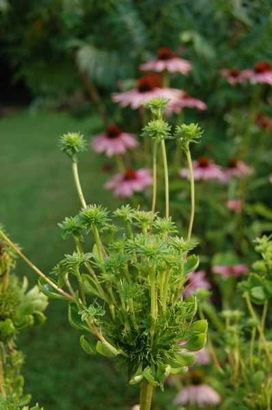 Figure 2: Phyllody on Coneflower with Aster Yellows