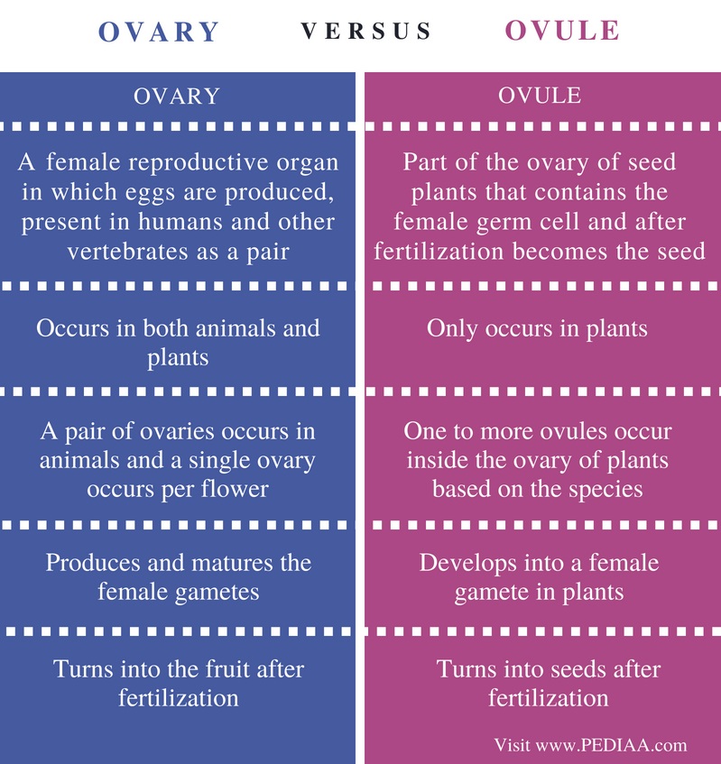 Difference Between Ovary and Ovule - Pediaa.Com