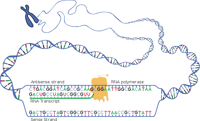 主な違い-RNAポリメラーゼ1 2 3