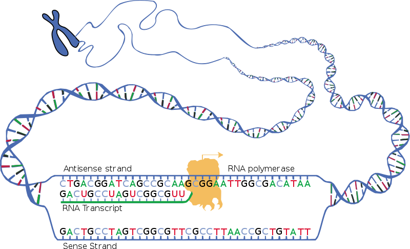 Hlavní rozdíl - RNA polymeráza 1 2 3