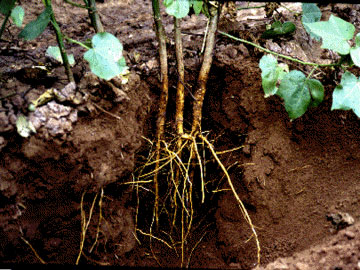 Difference Between Root System and Shoot System