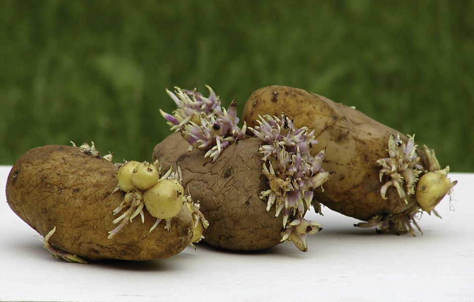 difference-between-stem-tuber-and-root-tuber-pediaa-com