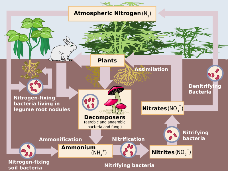 Main Difference - Symbiotic and Non Symbiotic Nitrogen Fixation