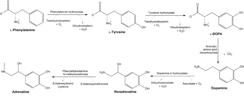 Main Difference Between Tyrosine and Thyroxine